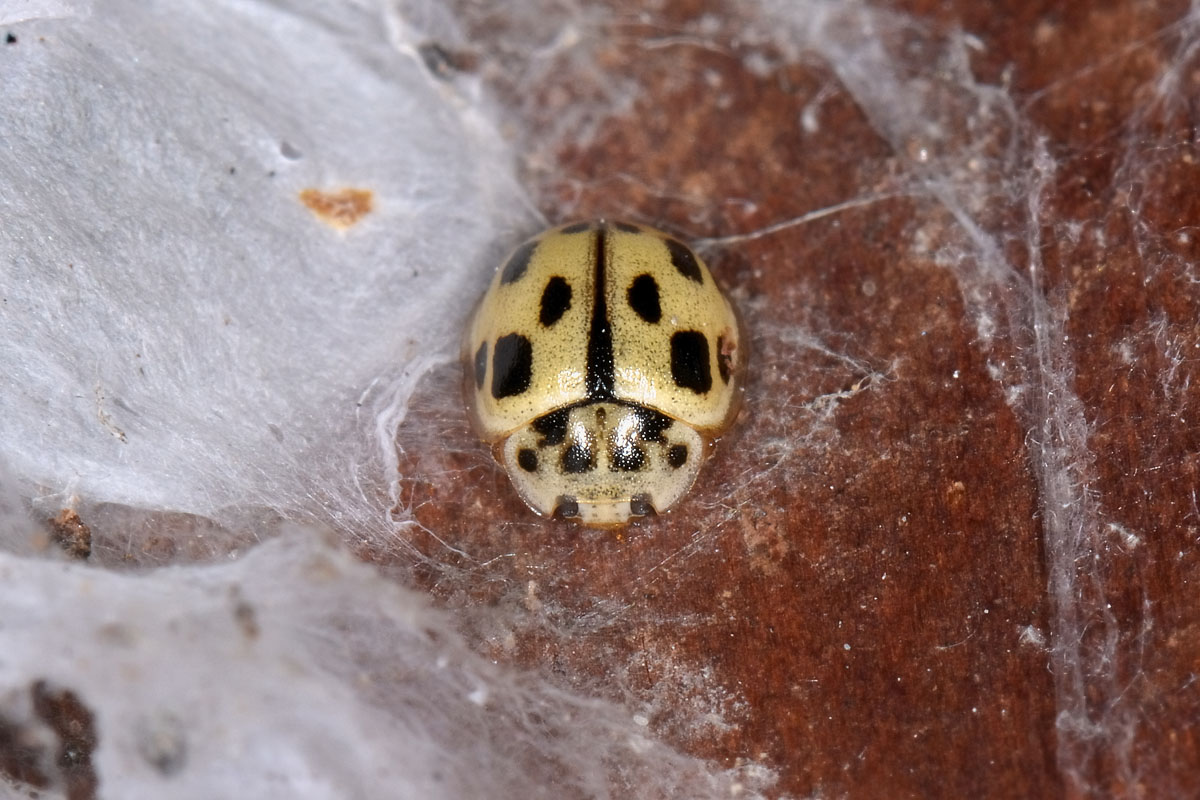 Coccinellidae: Propylea quatuordecimpunctata? S.